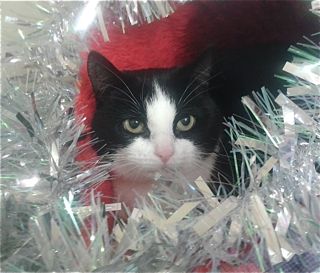 Christmas Mia